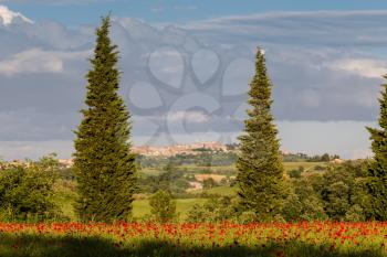 VAL D'ORCIA TUSCANY/ITALY - MAY 19 : Poppy field in Tuscany on May 19, 2013