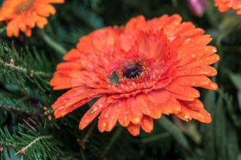 Raindrops on an Orange Gerbera (Asteraceae)