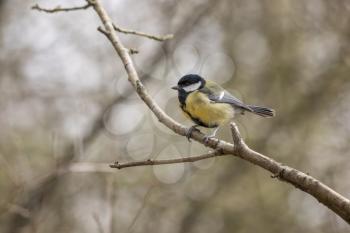 Great Tit perched on a branch