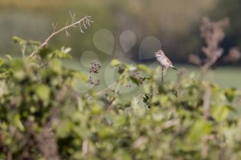 Common Whitethroat (Sylvia communis) perched on a bramble singing in the spring sunshine