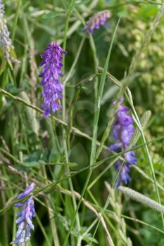 Bird Vetch (Vicia cracca L) flowering on a verge in East Grinstead