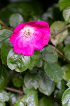 Cultivated ornamental Dog Rose flowering in summertime