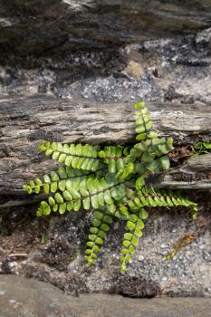 Brightgreen Spleenwort ( Asplenium trichomanes) growing on the old stone bridge at Simonsbath