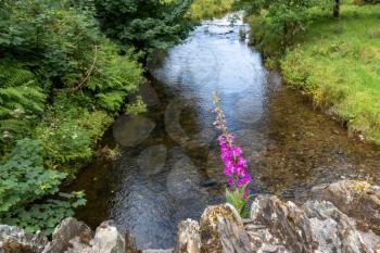 Rosebay Willowherb growing on Simonsbath old stone bridge