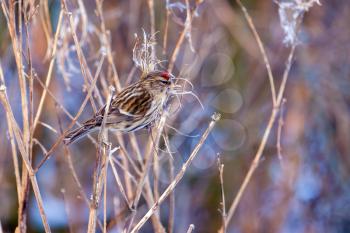 Common Redpoll (Carduelis flammea) resting on a plant stem