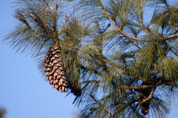 Large Pine cone on a Fir tree in winter