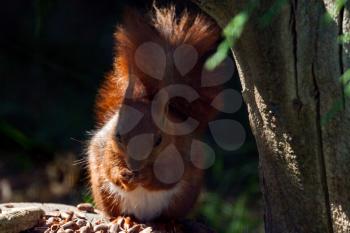 Close-up shot of an Eurasian red squirrel (sciurus vulgaris)