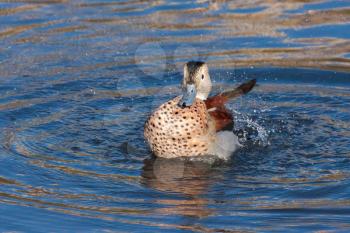 Ringed Teal (Callonetta leucophrys) splashing about in s a lake in London