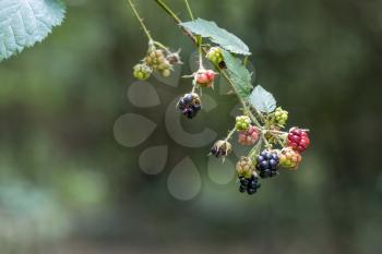 Wild Blackberries at various stages of ripening