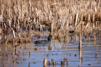 Coot swimming in golden reflections