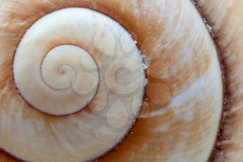 Close-up of the spiral construction of a Giant Brown Snail shell