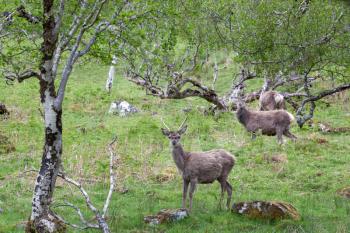 Red Deer (Cervus elaphus) in the highlands of Scotland