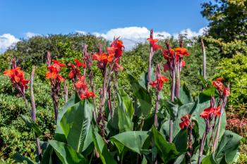 Canna x generalis flowering in New Zealand