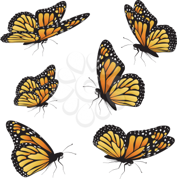 Collection of an orange monarch butterfly, different views.