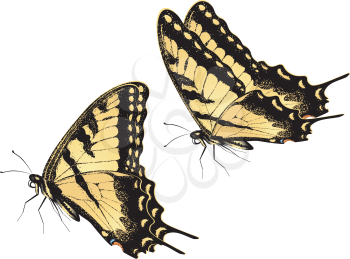 Black yellow tiger swallowtail, big machaon butterfly illustration.