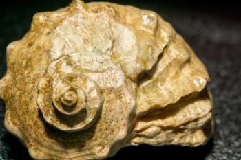 Natural big decorative brown seashell, close up photo.