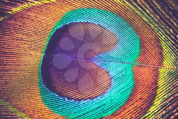 Exotic multicolored peacock feather, abstract filtered macro background.