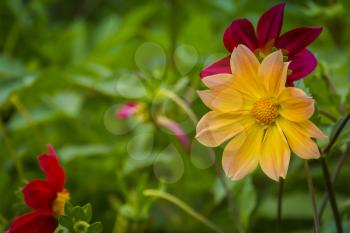 Bright colorful flower garden with various flowers close up.