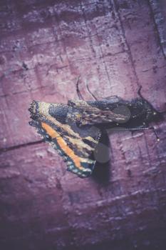 Red admiral butterfly on an old wooden plank macro.