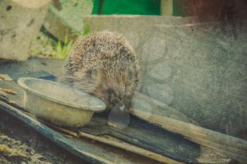 Cute big hedgehog on a walk in the garden, vintage textured background.