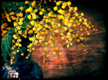 Textured grunge image of mimosa flowers, vintage background.