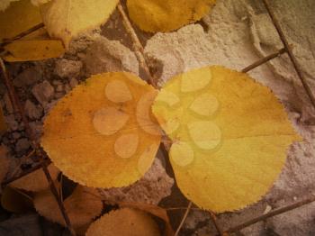 Abstract grunge colorful autumn leaves texture, background.