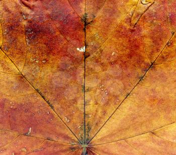 Highly detailed Autumn Maple leaf texture, macro background.