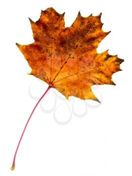 Close up of maple autumn leaf on white background.
