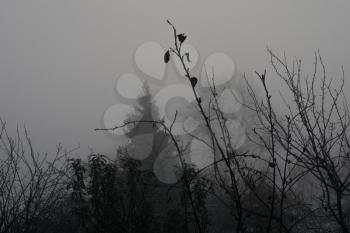 Dark heavy mist and distant trees, autumn rural landscape.