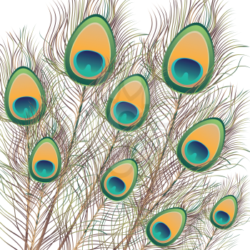 Decorative colorful peacock feathers illustration, peacock plumage.