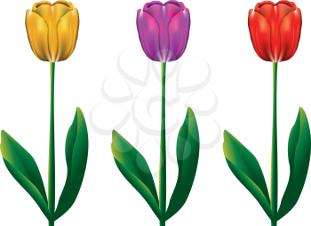 Red, yellow and purple tulip flowers on white background.