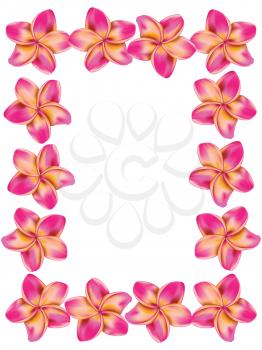Floral frame made from plumeria, frangipani flowers.