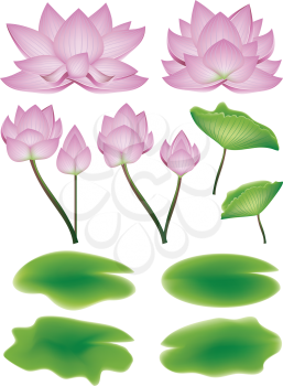 Blooming pink lotus flowers with big green leaves.