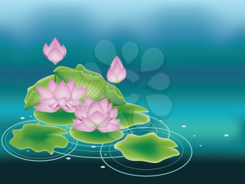 Blooming pink lotus flowers with big green leaves.