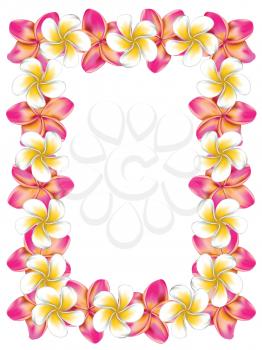 Floral frame made from white and pink plumeria, frangipani flowers.