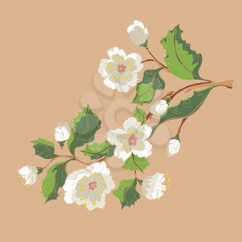 Spring blossom branch, floral ornament with white flowers.