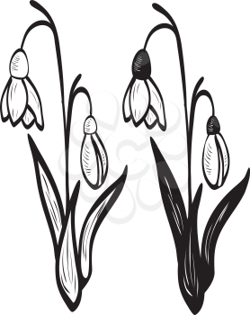Blooming spring flowers white snowdrop with leaves illustration.