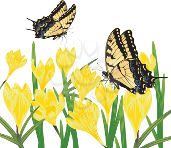 Spring flowers, yellow blooming crocus or saffron design.