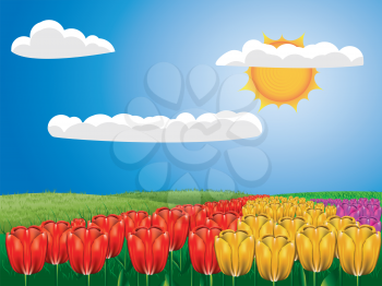 Colorful spring background with tulip field and blue sky.
