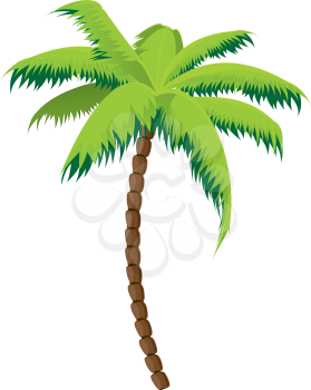 Tropical coconut palm tree on white background.