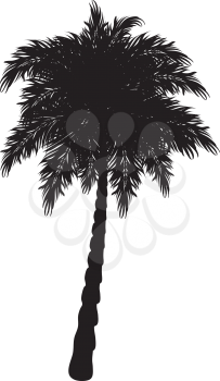 Black silhouette of a tropical palm tree on white background.