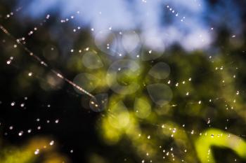 Defocused water drops on a spider web, bokeh effect,  natural background.