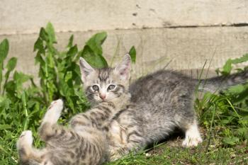 Cute grey striped kitten playing outdoor at the sunny day.