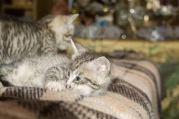 Cute little kittens of grey color with black stripes and spots.