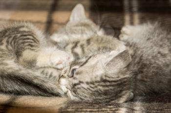 Cute little kittens of grey color with black stripes and spots.