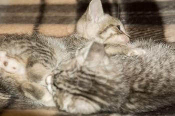 Cute little kittens of grey color with black stripes and spots.