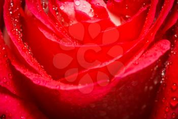 Decorative bright red rose close up, anniversary background.