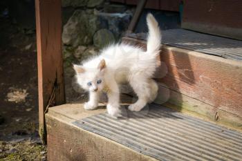 Cute white playful kitten with blue eyes outdoor, turkish angora.