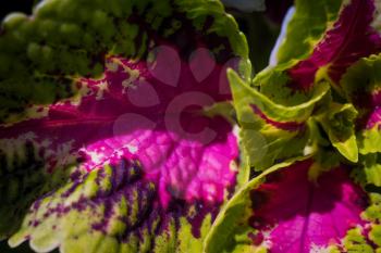 Bright pink and green colors Coleus plant leaves background.