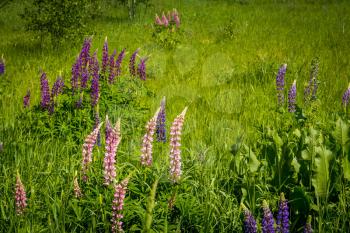 Green grass meadow with pink and purple lupin flowers summer background.